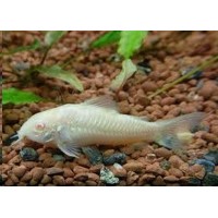 Peixe corydora albina (ph 7.0)