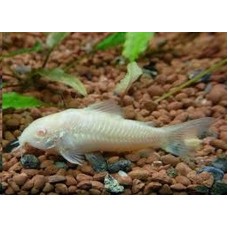 Peixe corydora albina (ph 7.0)