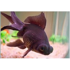 Peixe kinguio telescopio black g