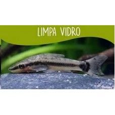 Peixe limpa vidro (ph 6.8)