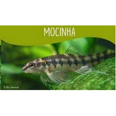 Peixe mocinha