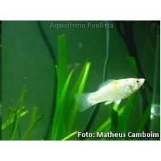 Peixe molinesia prata (ph 7.4)