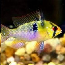 Peixe ramirezi comum (azul) (ph 6.0)