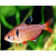 Peixe tetra mato grosso (ph 7.0)