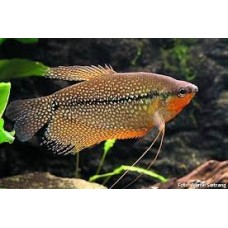 Peixe tricogaster lery / azul (ph6.6)