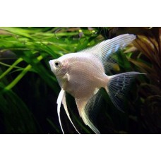 Peixe acara bandeira platinum mg (ph 6.6)