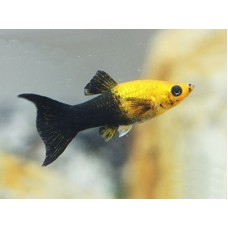 Peixe molinesia gold black (ph7.4)