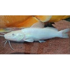 Peixe jundia albino p