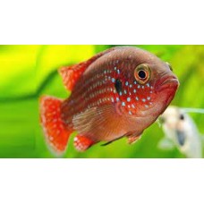 Peixe joia vermelho p