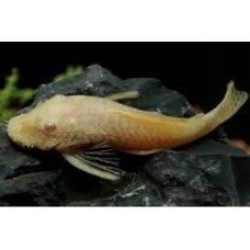 Peixe cascudo albino m