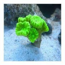 Coral hard (lps) trumpet kriptonita