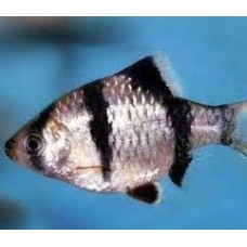 Peixe barbus sumatra panda p (ph 7.0)