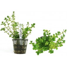 Planta natural rotala repens r3