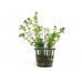 Planta natural rotala repens r3