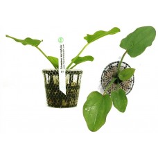 Planta natural echinodorus macrophyllus e5