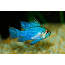 Peixe ramirezi electr blue