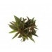 Planta natural ludwigia glandulosa l9