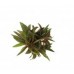 Planta ludwigia leptocarpa l26