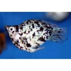 Peixe molinesia balao dalmata (ph 7.4)