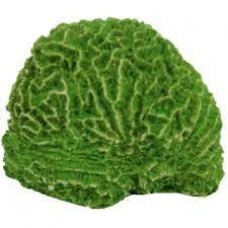 Aquaria coral cerebro c02