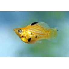 Peixe molinesia balao lira tigre (ph 7.4)