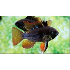 Peixe ramirezi german black