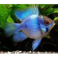 Peixe ramirezi electr blue balao