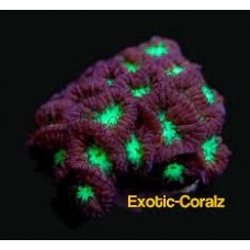 Coral hard (lps) blastomussa green middle