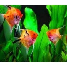 Peixe acara red devil veu mg