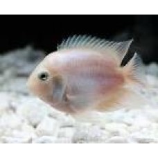 Peixe papagaio polar white