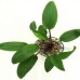 Planta natural cryptocoryne cordata c11