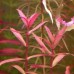Planta natural limnophila aromatica l4