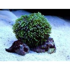 Coral hard (lps) galaxea green