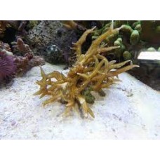 Coral sps seriatopora hystrix - muda m