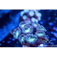 Coral hard (lps) trumpet blue colonia