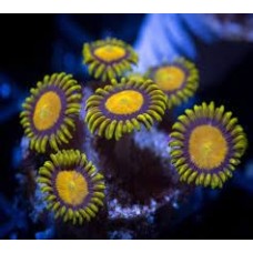 Coral soft - zoanthus king midas - muda