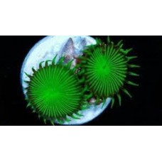 Coral soft palitoanthus green button - polipo