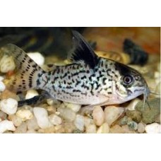 Peixe corydora agassizi (ph7.0)