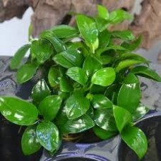 Planta anubias barteri nana-petite a17