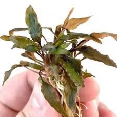 Planta cryptocoryne wendtii brown c16