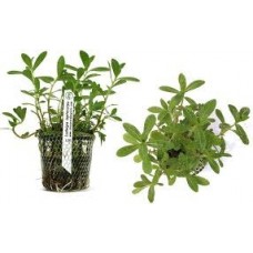 Planta ludwigia leptocarpa l26