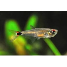 Peixe tetra aruana (gnathocharax steindachneri) 6.5