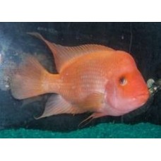 Peixe ciclassoma red devil (hypselecara temporalis) 7.0