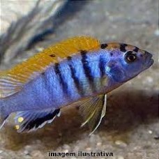 Peixe labidrochromis hongi (caeruleus) 8.05