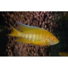 Peixe aulonocara lemon yellow