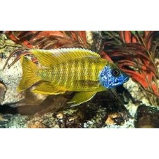 Peixe aulonocara marleri yellow