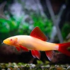 Peixe labeo frenatus albino m