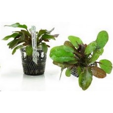 Planta natural echinodorus ozelot e6