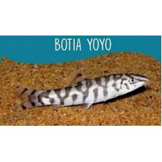 Peixe botia yoyo