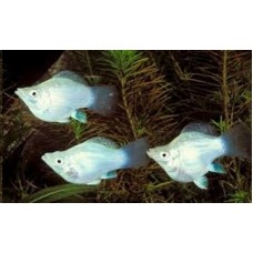 Peixe molinesia balao prata (ph 7.4)